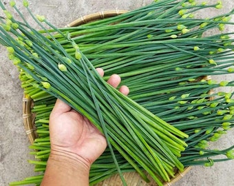 100+ Organic Chives | Allium Tuberosum | Chinese Leeks | Vietnam Rau He | Germination Guarantee! | Home Grown | NON-GMO | Fast Shipping!
