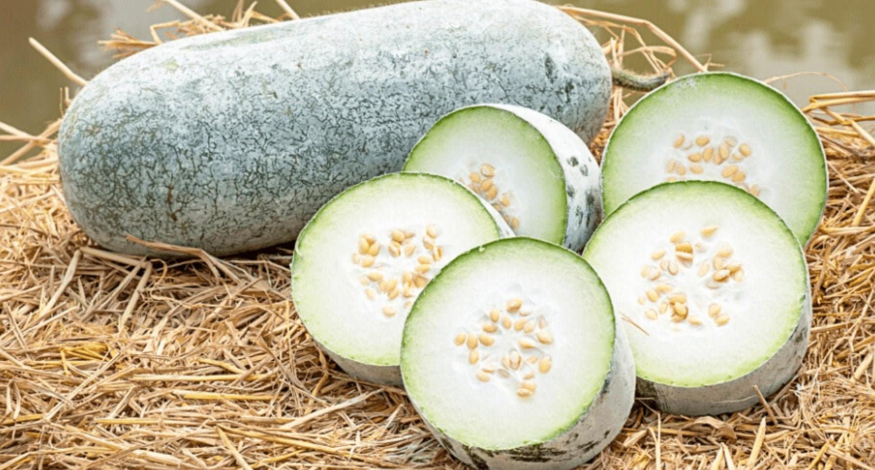 35 Organic Winter Melon Seeds Ash Gourd Wax Gourd Gourd Etsy