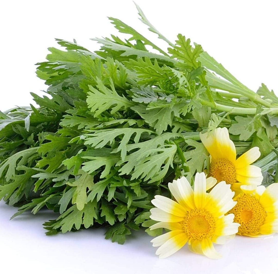 300 Oragnic Garland Chrysanthemum Seeds Tung O 100 Germination Tong