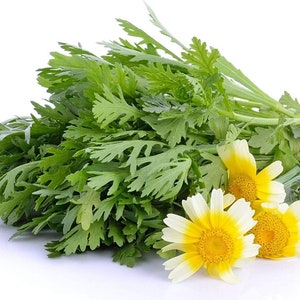 300++ Oragnic Garland Chrysanthemum Seeds  | Tung O | 100% Germination | Tong Hao | Non-GMO | Fast Shipping!