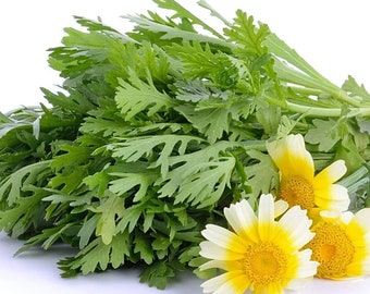 300++ Oragnic Garland Chrysanthemum Seeds  | Tung O | 100% Germination | Tong Hao | Non-GMO | Fast Shipping!