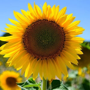 40 Organic Sunflower Seeds | Edible | Home Grown | Non-GMO | Fresh Crops | Fast shipping!
