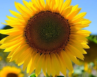 40 Organic Sunflower Seeds | Edible | Home Grown | Non-GMO | Fresh Crops | Fast shipping!