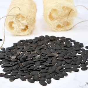 35+ graines de luffa biologiques | Luffa | Courge comestible | Récolte d'éponges | Semences sans OGM | Nouvelles cultures | Cultivé maison | Expédition rapide !
