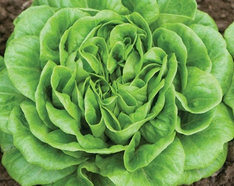 300+ Kopfsalat Samen | Butterkönig Salat | Hut Xa Lech Bup | Salanova Grüne Butter | Non-GMO | Eigenes Anbauen | US Schneller Versand
