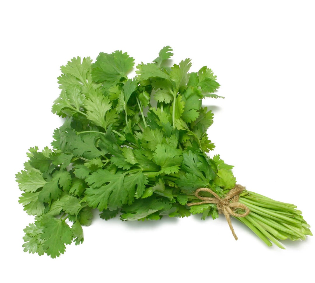 100+ Asian Cilantro Seeds | Hat Ngo Vietnam | Non-gmo | Heirloom Seeds ...
