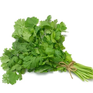 100+ Asian Cilantro Seeds | Hat Ngo Vietnam | Non-GMO | Heirloom Seeds | Home Grown | US Fast Shipping!