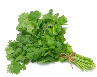 100+ Asian Cilantro Seeds | Hat Ngo Vietnam | Non-GMO | Heirloom Seeds | Home Grown | US Fast Shipping!