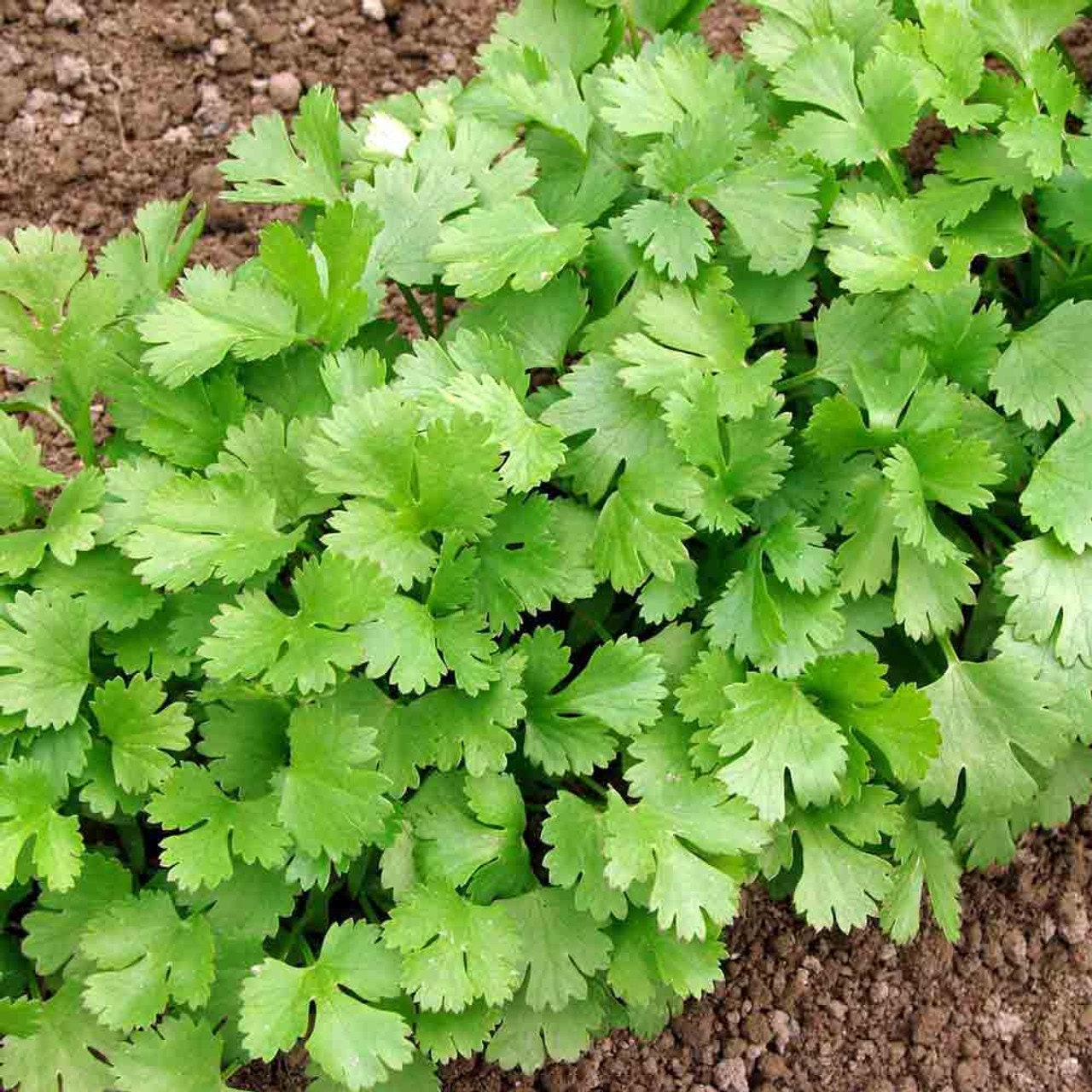 100+ Asian Cilantro Seeds | Hat Ngo Vietnam | Non-gmo | Heirloom Seeds ...
