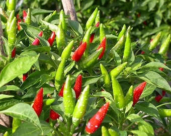 30+ Organic Thai Spicy Chillies Seeds | Hot Peppers | Fresh Seeds & Fast Shipping!