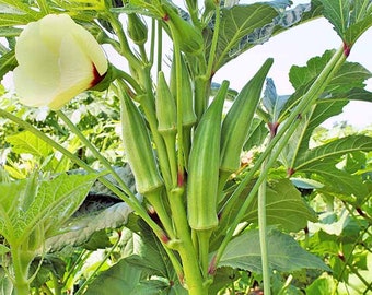 50 Organic Clemson Spineless Okra Seeds | Heirloom Seeds | Non-GMO | Home Grown | Fast Shipping