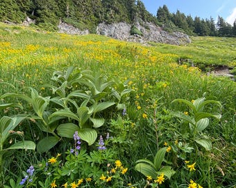 Alpine Meadows