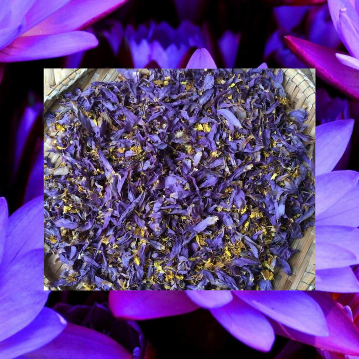 Natural Organic Dried Blue Lotus Flower Herbal Tea Etsy