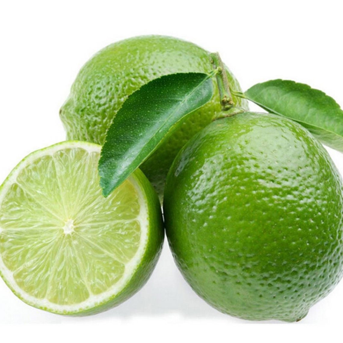 100 Fresh Non GMO Lime Seeds Makrut Lime Citrus Hystrix Etsy