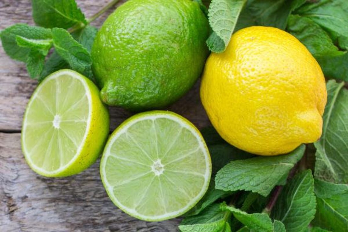 100 Fresh Non GMO Lime Seeds Makrut Lime Citrus Hystrix Etsy