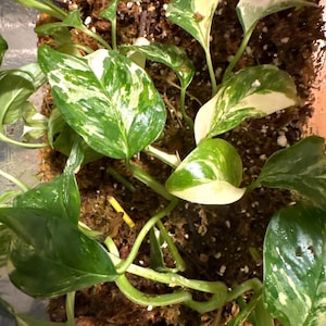 May include: A variegated pothos plant with green and white leaves growing in a pot with brown soil and moss.