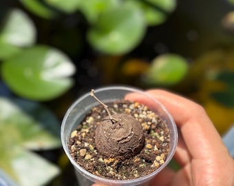 Rare Dioscorea Elephantipe Plant/Succulent/Rare/live plant/ US seller