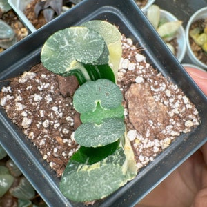 Extremely RARE/High Variegation/Yellow variegated Truncata Haworthia/COLLECTOR ITEM/2+ Years/Succulent