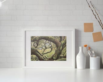 Twisting Trees - Mossy Forest Painting