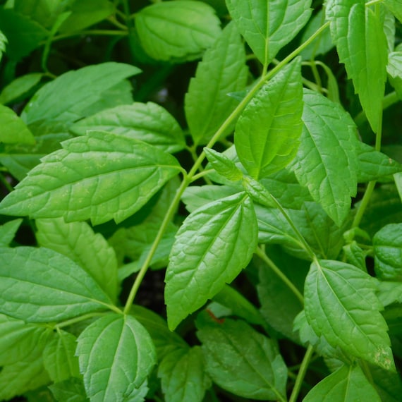 Mexican Dream Herb Seeds (calea Zacatechichi, Ternifolia) Genuine Bitter  Strain ~ Aztec Mayan Leaf of the Gods ~ Dream Garden ~24+ Seed Pods - Etsy