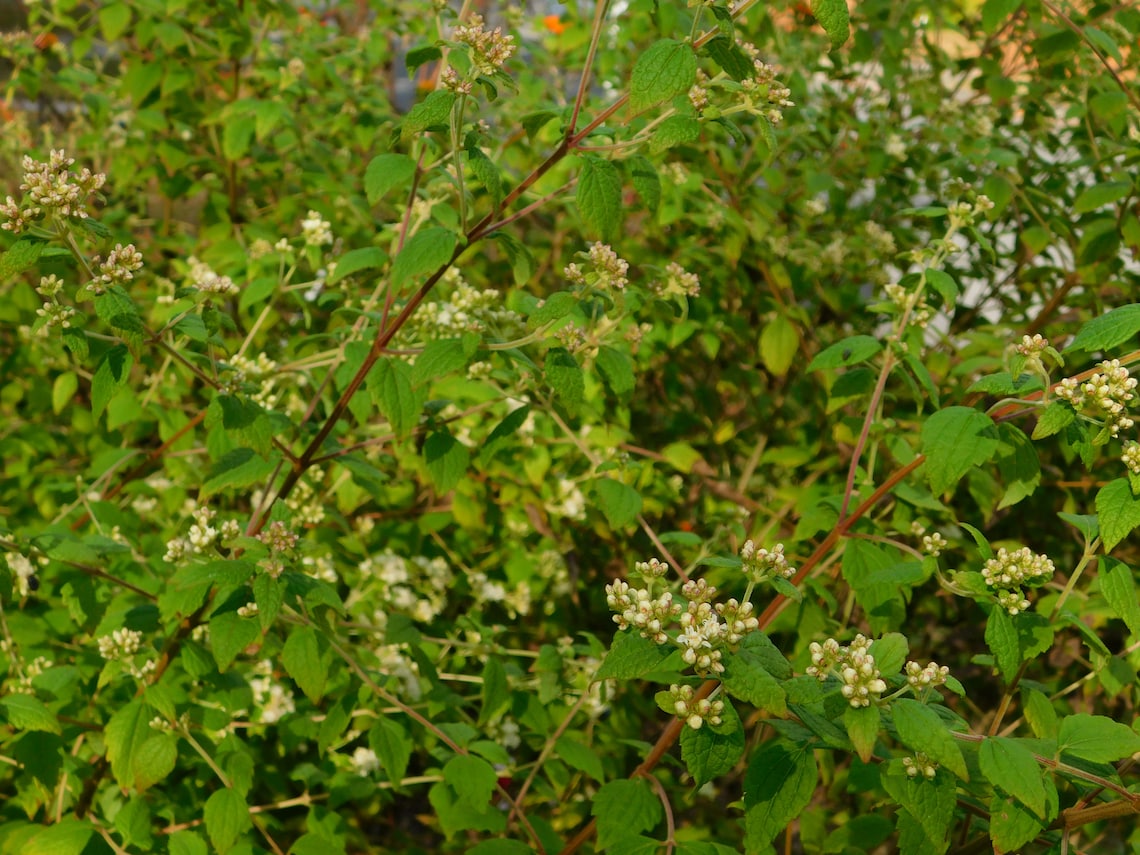Graines De Calea Zacatechichi (Herbe à Rêves) - Sachet De 50+ Graines - Rare - Pour Plantation