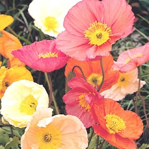Iceland Poppy 300 Seeds Annual Flower Open Pollinated