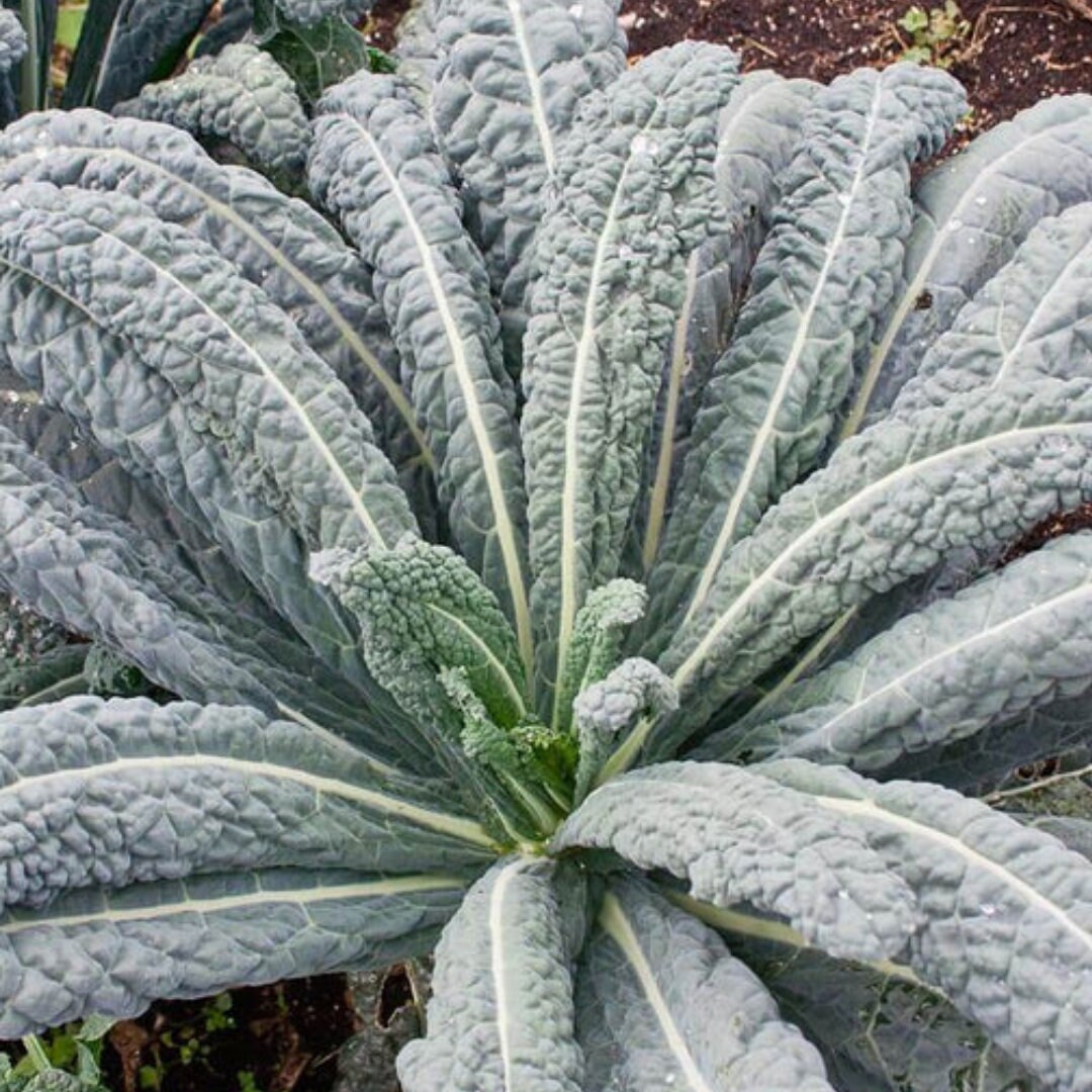 Dinosaur Kale Plant Etsy Canada