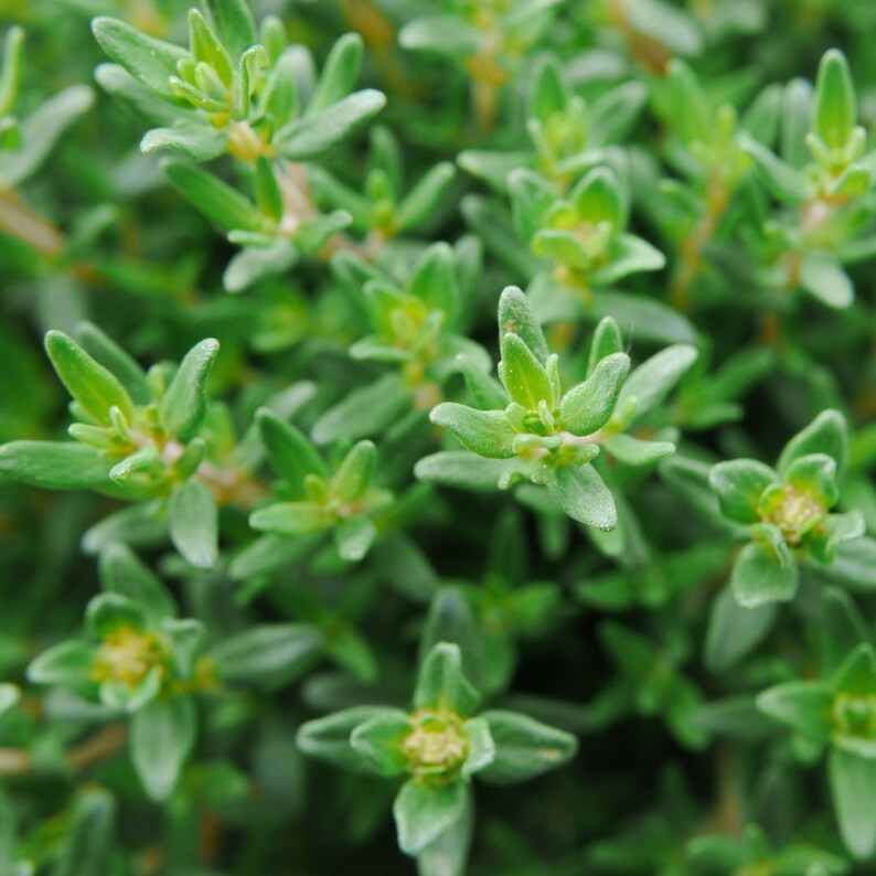 English Thyme Herb Seeds Culinary Perennial Herb 300 Seeds Etsy Canada
