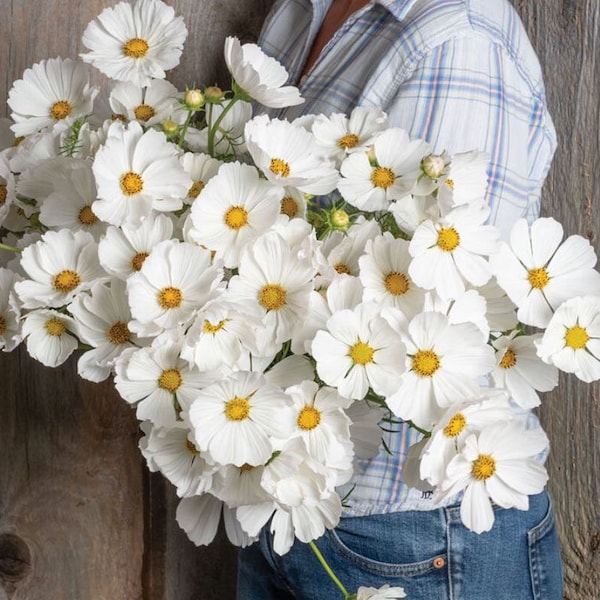 Afternoon White Cosmos White 25 Seeds Annual Cut Flower