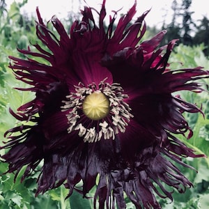 Black Swan Poppy 300 Seeds Annual Flower Open Pollinated