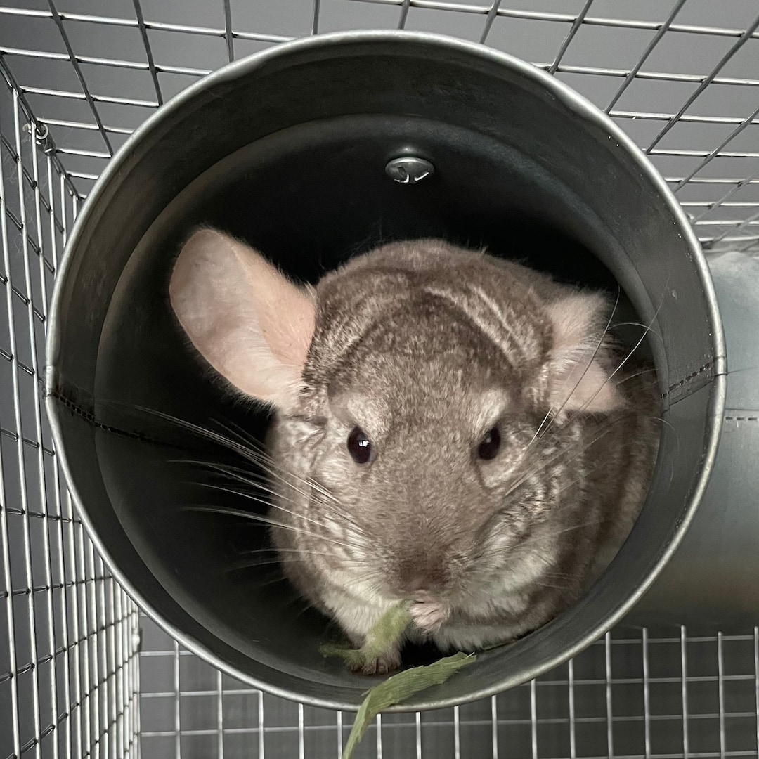 Chinchilla Tunnel, Metal Tunnel, Corner Play Tunnel Available in 3 Sizes Etsy UK