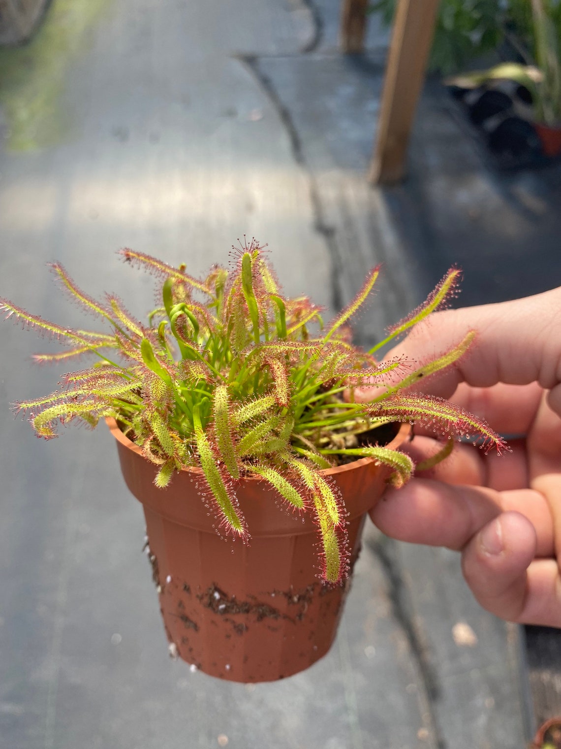 Sundew Carnivorous Plant Etsy