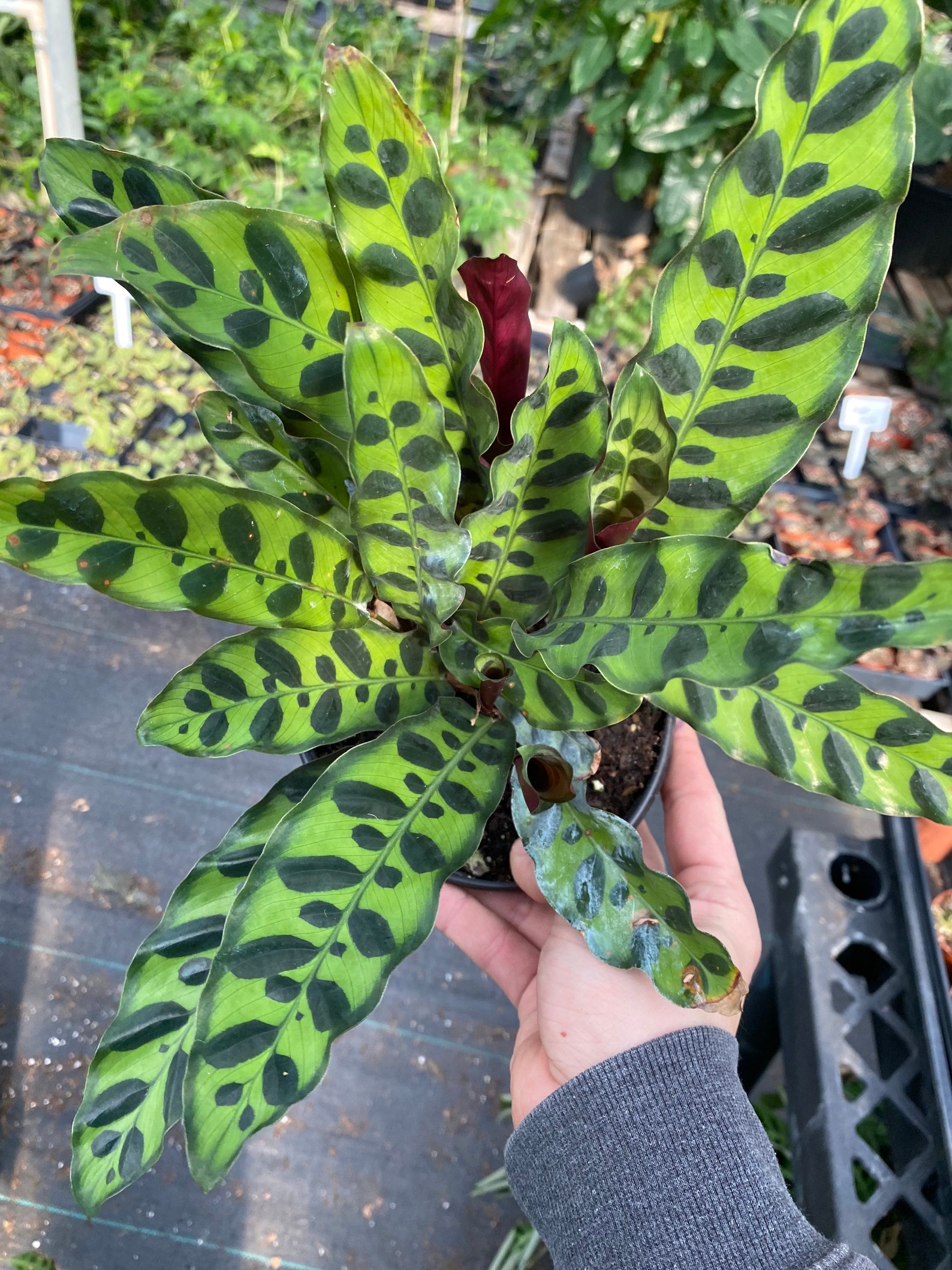 Calathea Rattlesnake Etsy