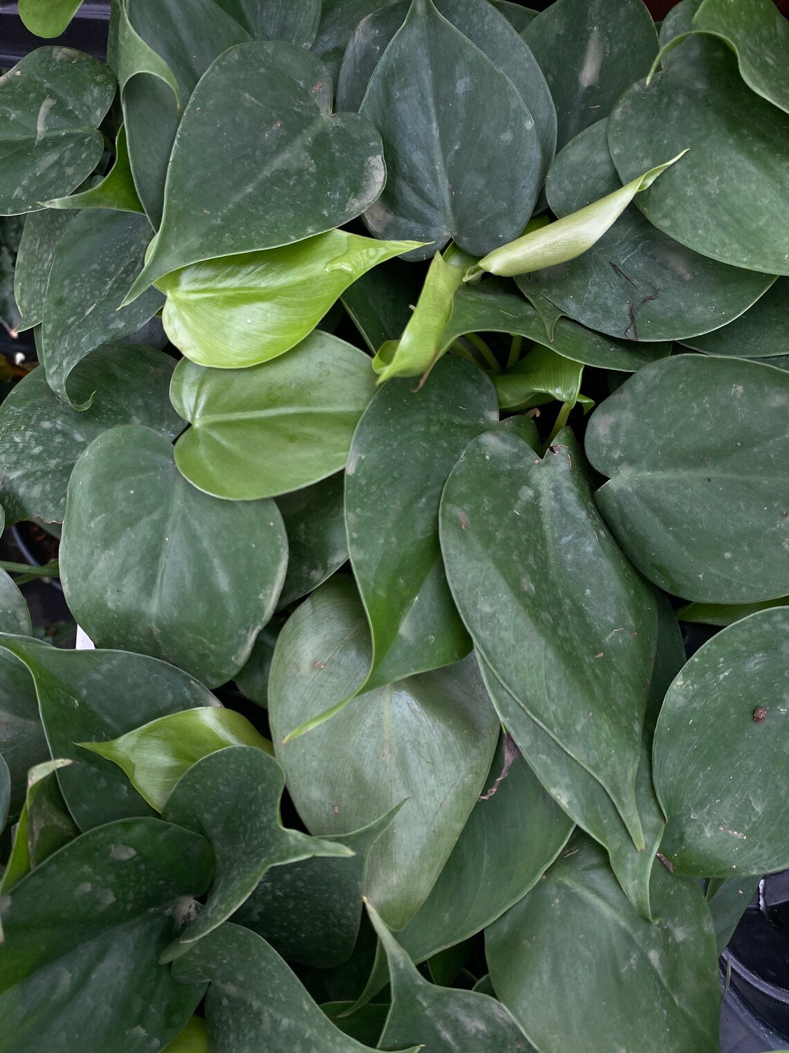 Heart leaf Philodendron Pothos Plant Etsy