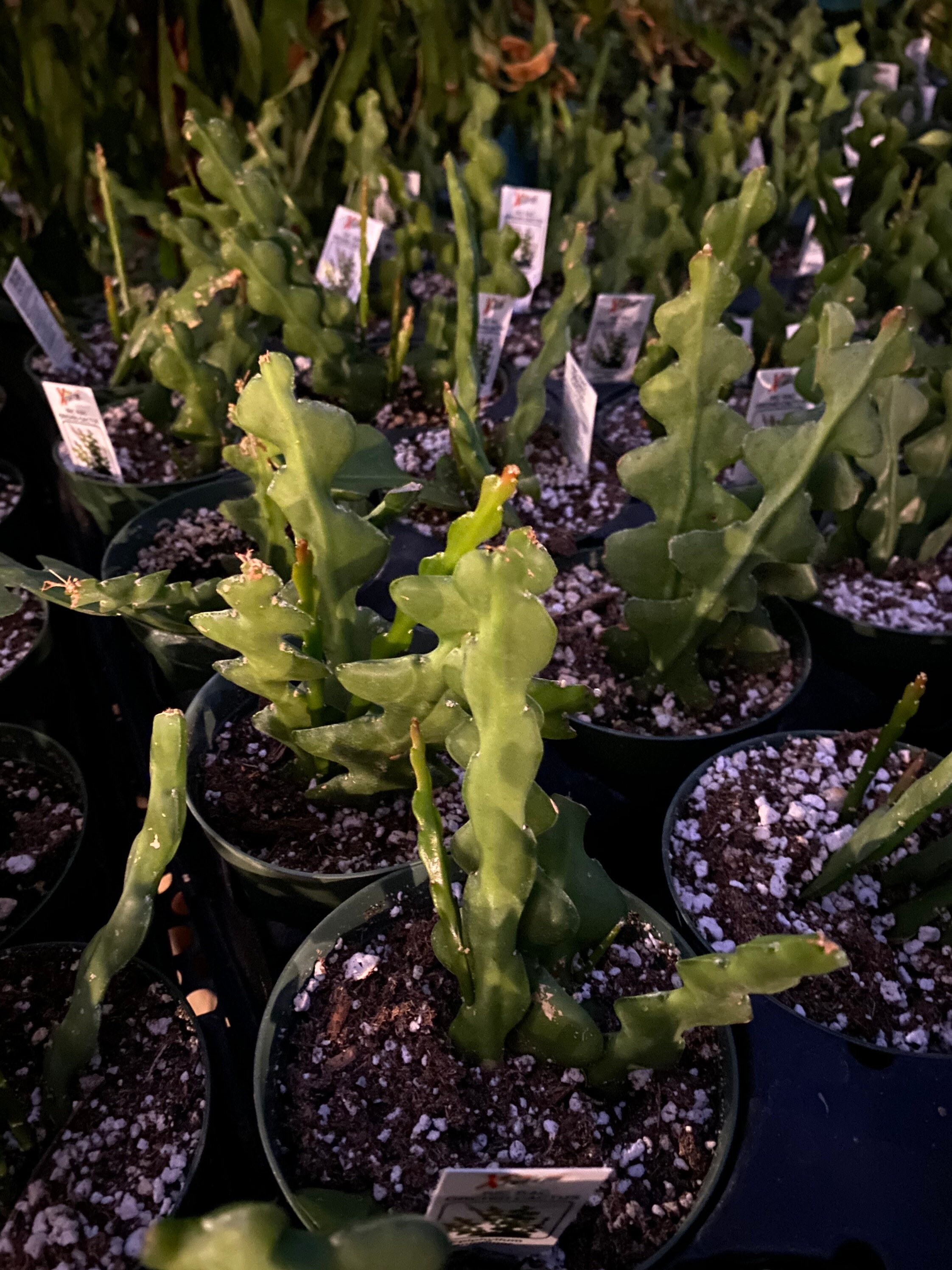 Ric Rac Cactus Plant Etsy