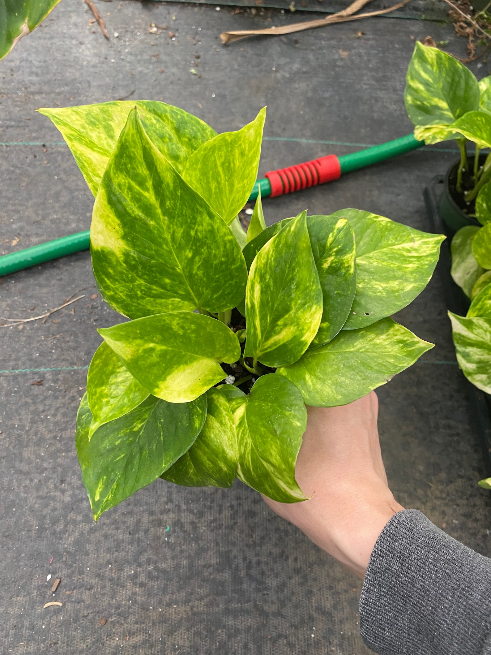 Hawaiian Vs Golden Pothos