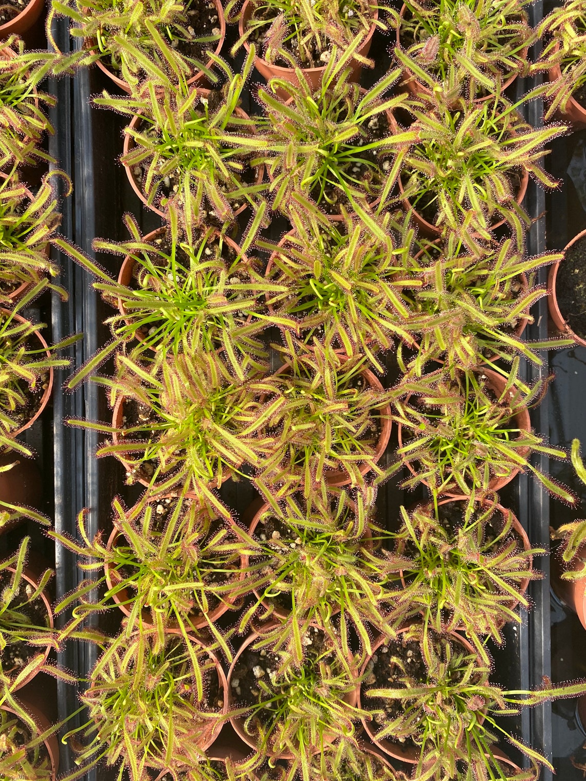 Discover The Enchanting World Of Sundew Plants: Carnivorous Beauties For Your Collection