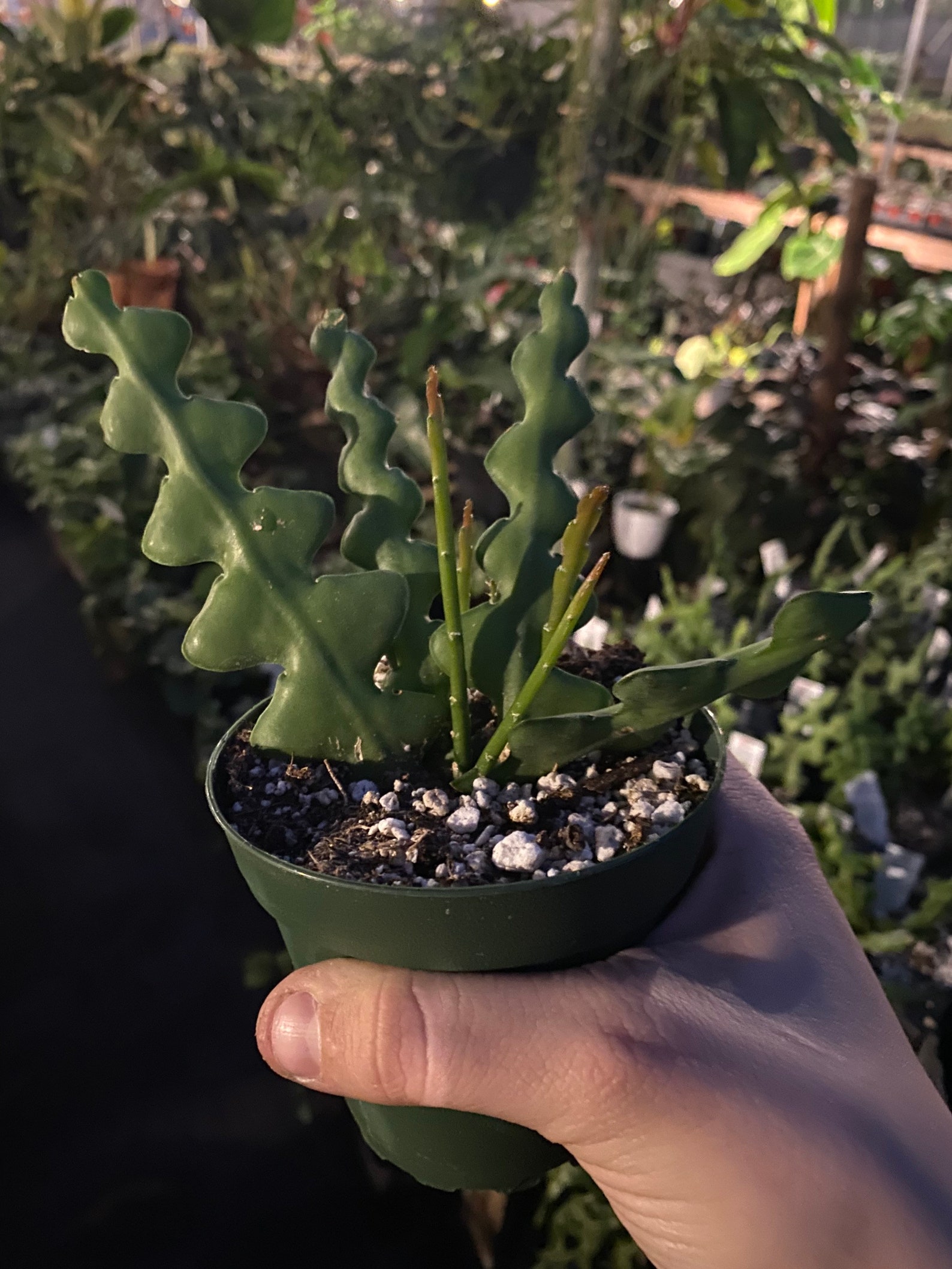 Ric Rac Cactus Plant Etsy