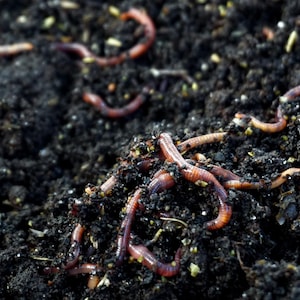 Worm Castings - Organic Plant Fertilizer, 2 & 5 Pounds image 14