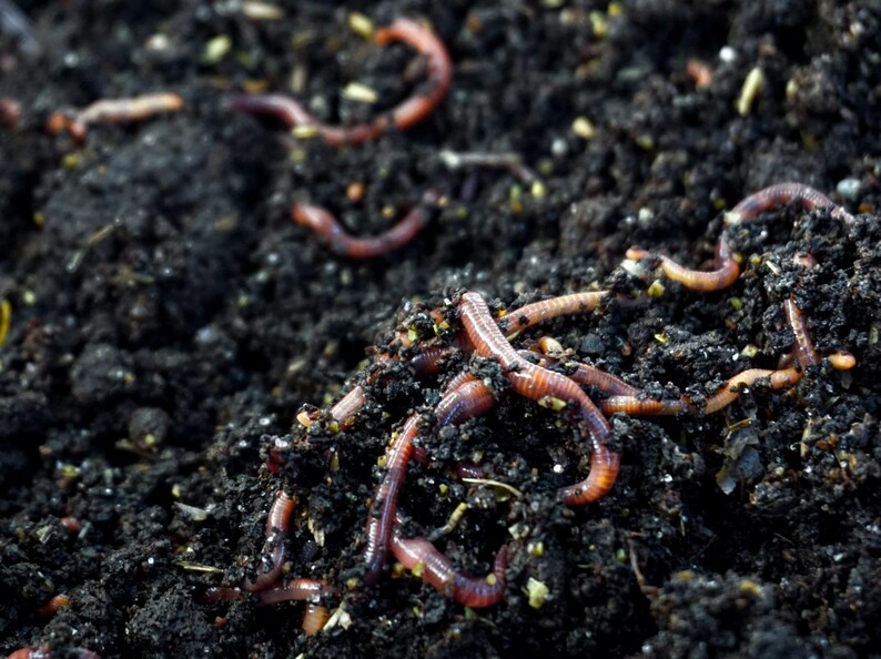 Worm Castings - Organic Plant Fertilizer, 2 & 5 Pounds image 14