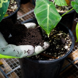 Worm Castings - Organic Plant Fertilizer, 2 & 5 Pounds image 4