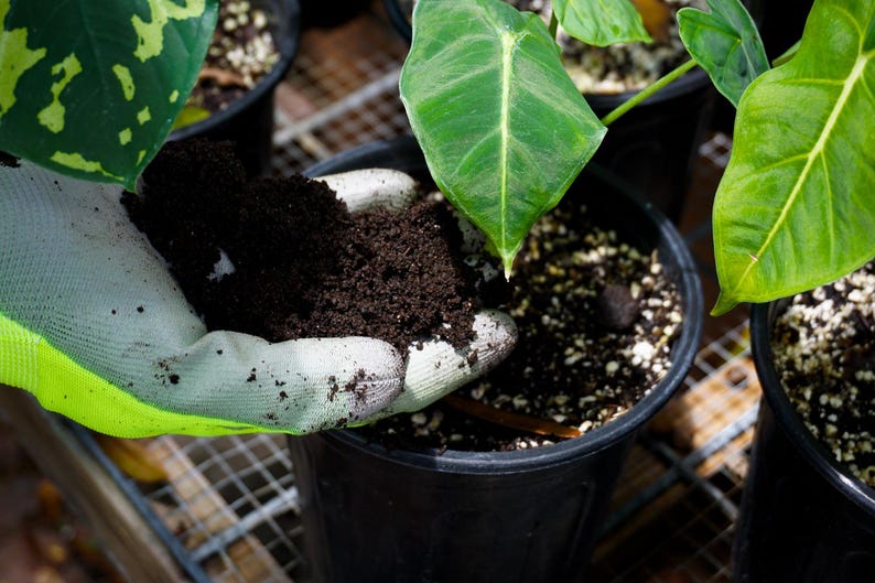 Worm Castings - Organic Plant Fertilizer, 2 & 5 Pounds image 4