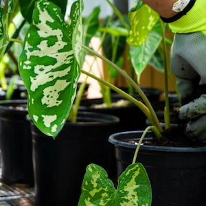 A hand applying worm castings to houseplants, highlighting a small amount is being used.