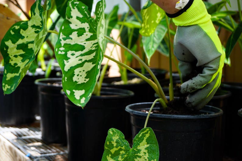 A hand applying worm castings to houseplants, highlighting a small amount is being used.
