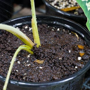 Worm Castings - Organic Plant Fertilizer, 2 & 5 Pounds image 6
