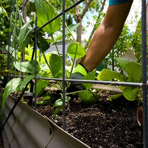 A hand in the garden applying worm castings to their vegetables.