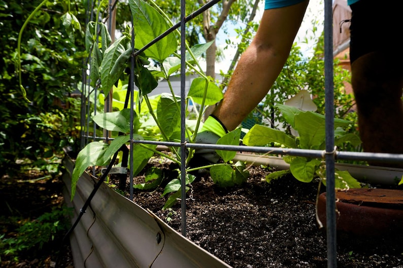 A hand in the garden applying worm castings to their vegetables.