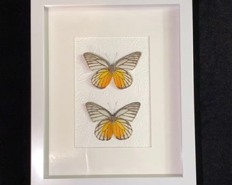 Two real yellow and white with black butterfly specimens mounted verso in a white table top frame.