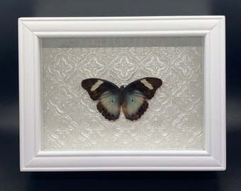 Real blue Euphaedra butterfly specimen in white shadowbox frame with Pearl detail backing