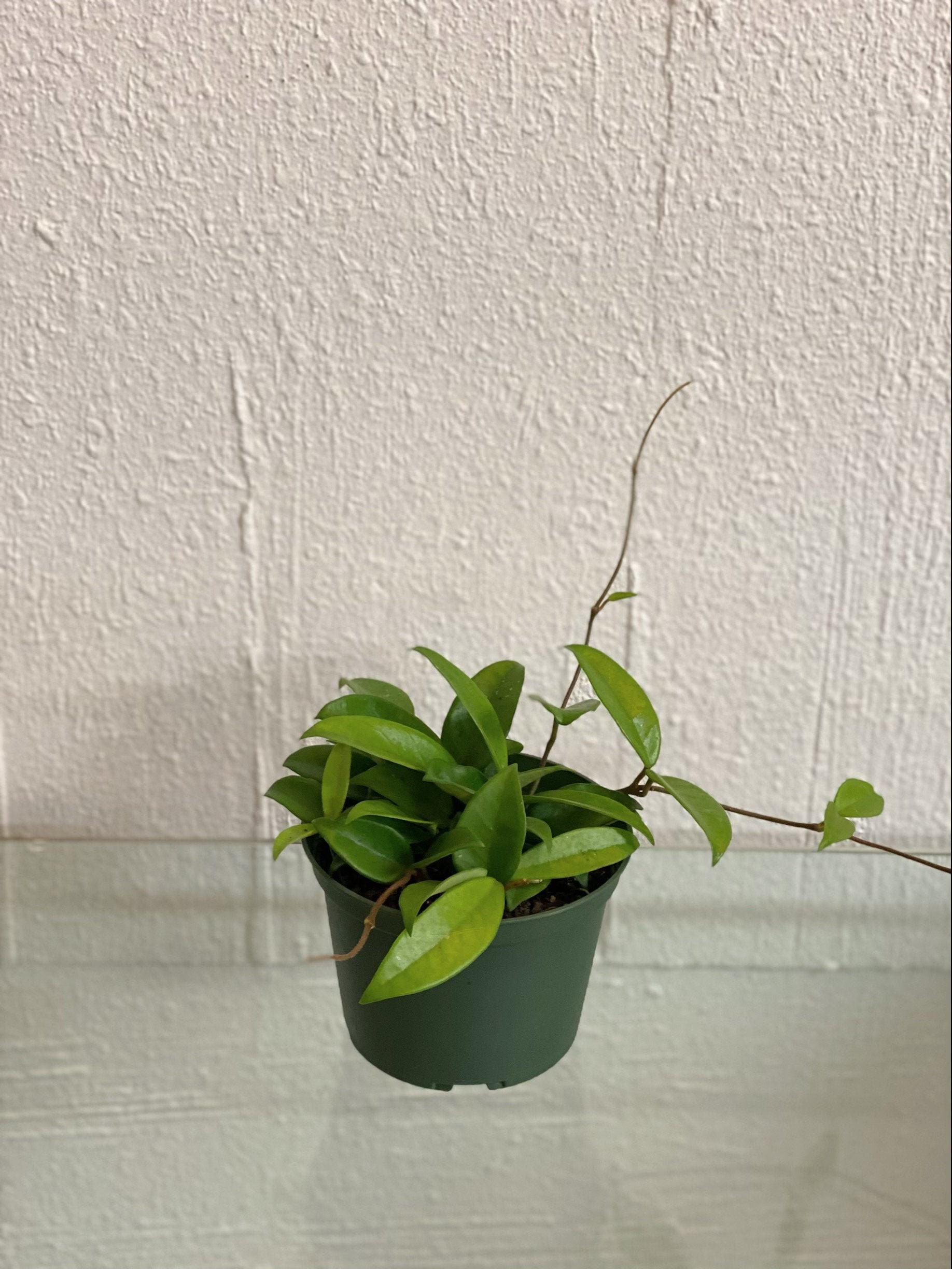 Hoya Porcelain Flower Etsy